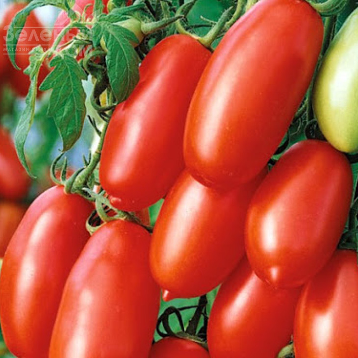 Уліссе F1 / Ulisse F1,65-70 днів фото 1