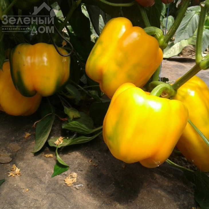 Спрінгбокс F1 / Springboks F1,65-70 днів фото 3