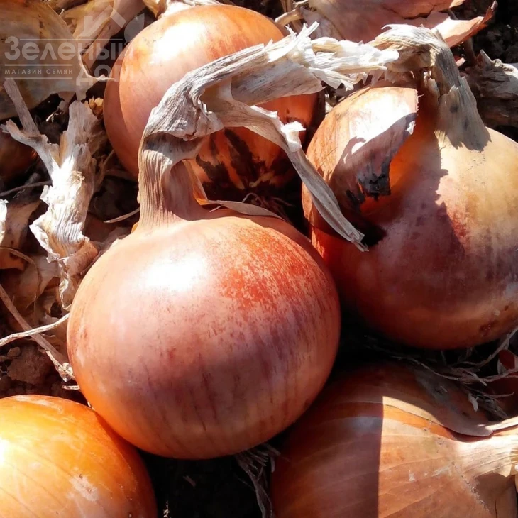 Империос F1 / Imperios F1,115 дней фото 1