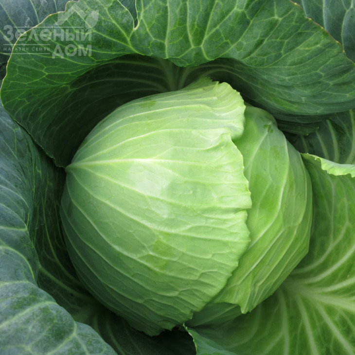 Вестрі F1 / Vestri F1 фото 3