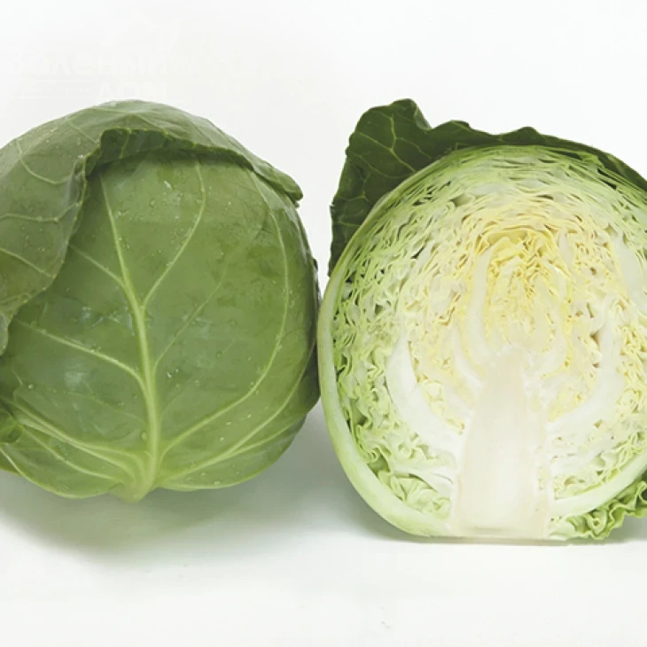 Ортус F1 / Ortus F1,52-55 дней фото 1