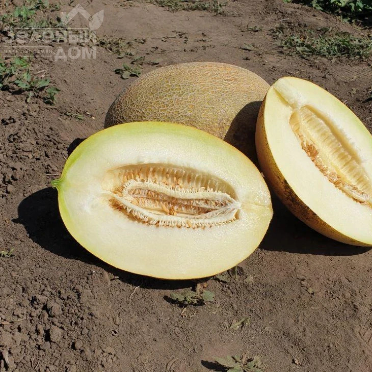 Маори F1 / Maori F1,70-72 дня фото 1