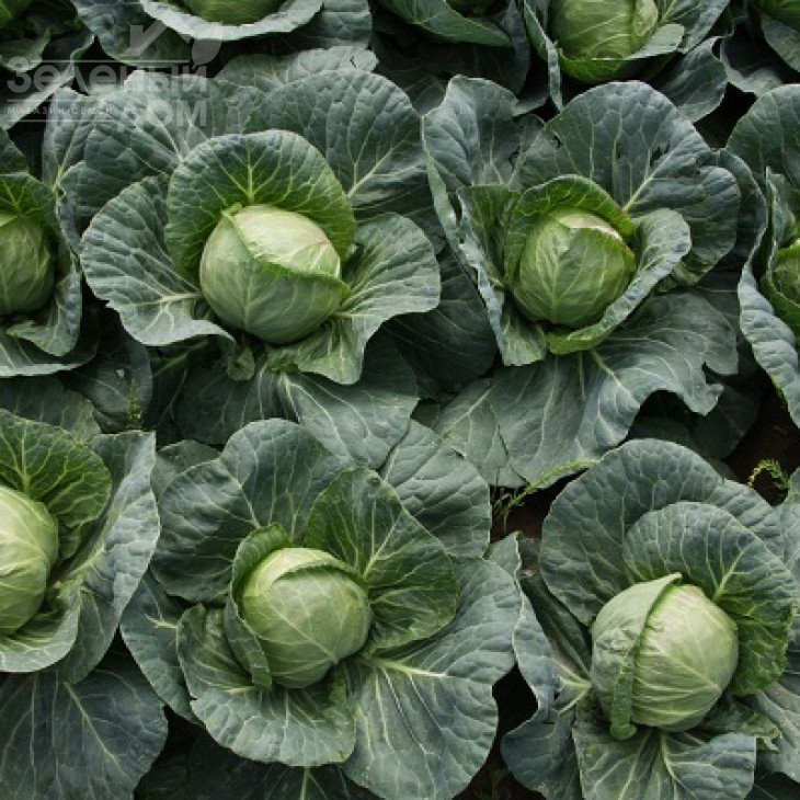 Адаптор  F1 / Adaptor F1,115-125 днів  фото 3