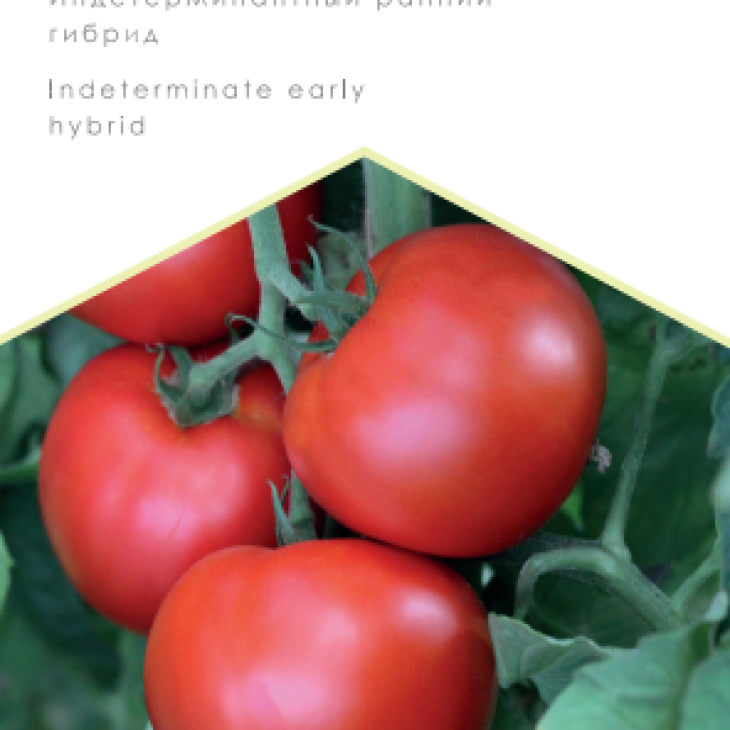 Корнелія F1 / Korneliya F1, 100-105 днів фото 1