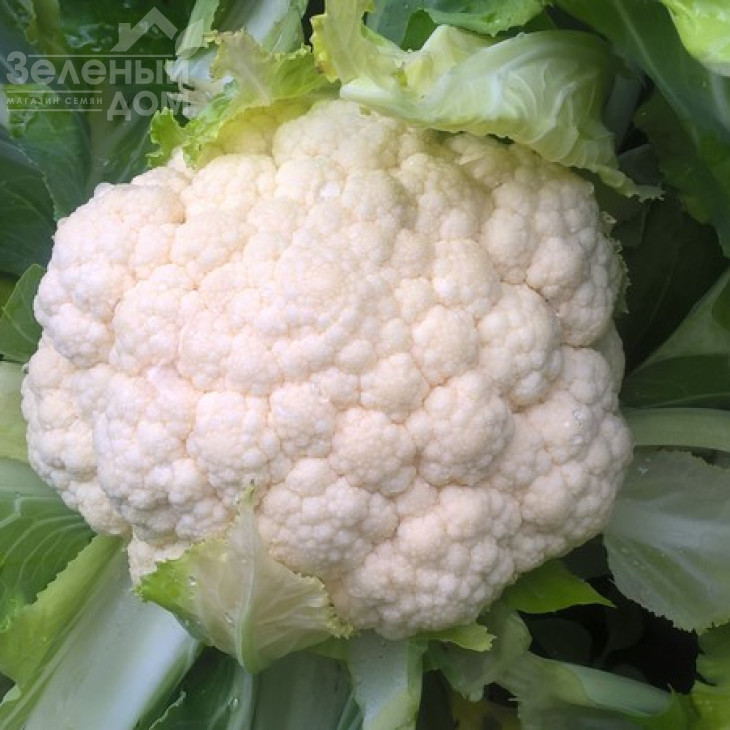 Новарія F1 / Novaria F1,75-80 днів фото 1