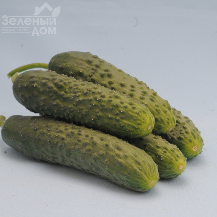 Везунчик F1 / Vezunchik F1,40-45 днів фото 1