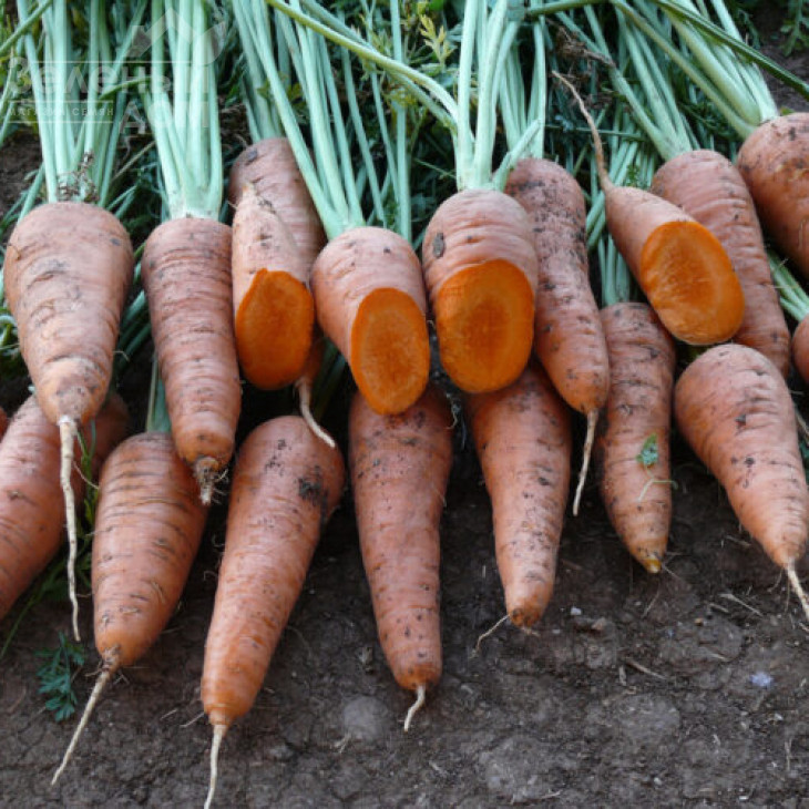 Ред Коред / Red Kored,100-105 днів фото 1