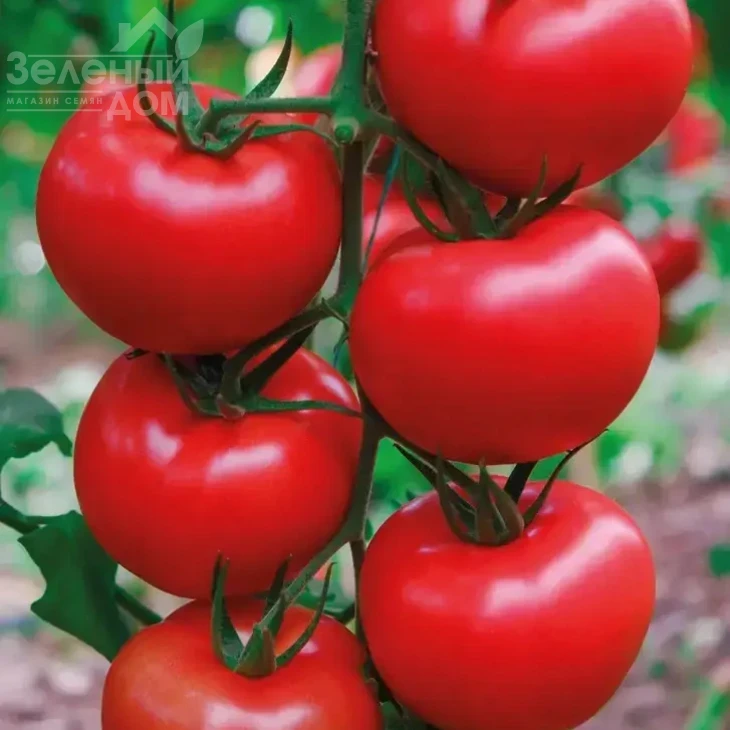 Квантум F1 / Kvantum F1 фото 1