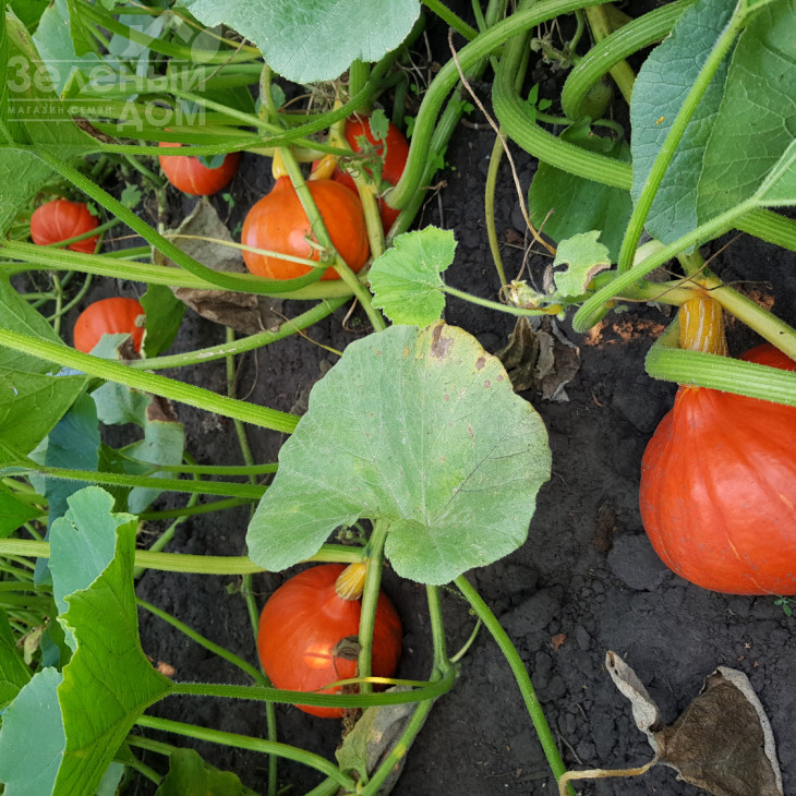 Оранж Саммер F1 / Orange Summer F1,75-80 днів фото 3