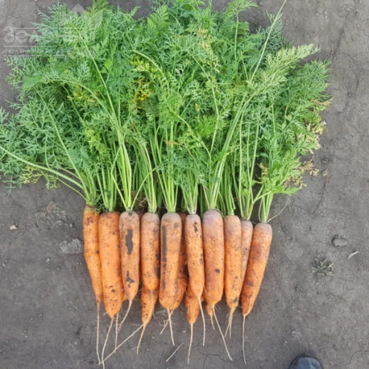 1932  F1 / 1932  F1.90 дней фото 2