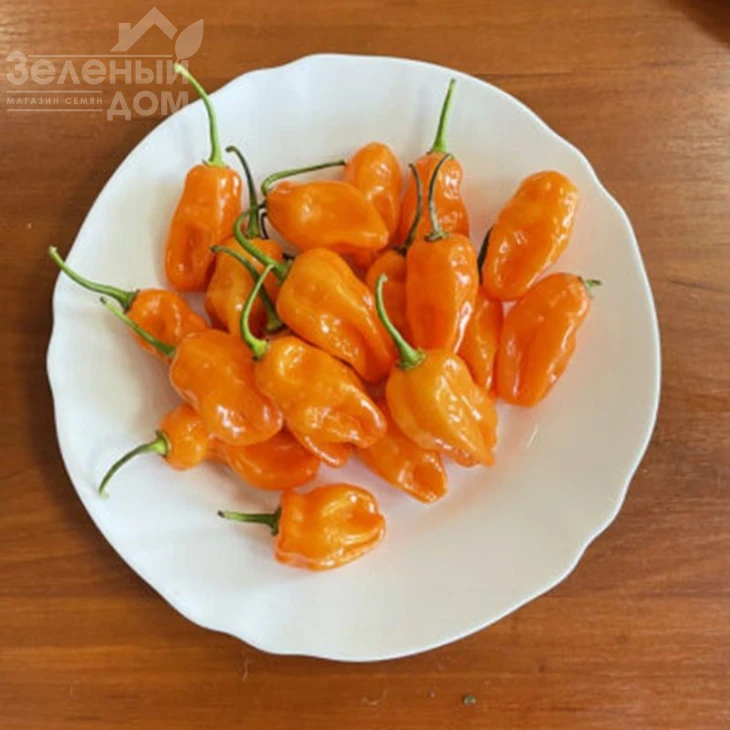 6001 F1 / 6001 F1, 60 дней фото 2