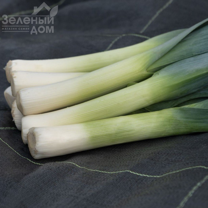 Осло F1 / Oslo F1 фото 1