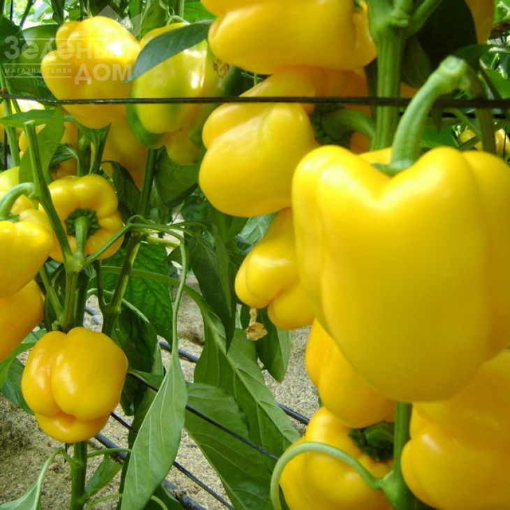 Девіто F1 / Devito F1 фото 2