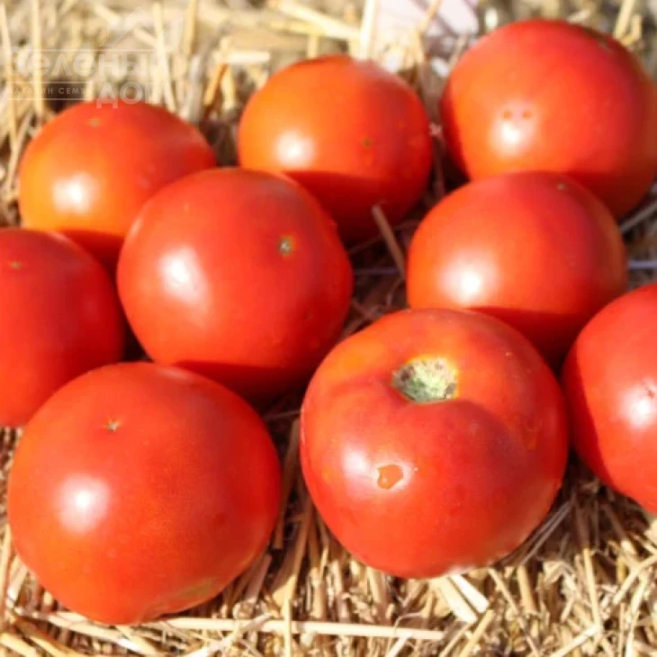 Волна F1 / Volna F1,75-78 дней фото 2