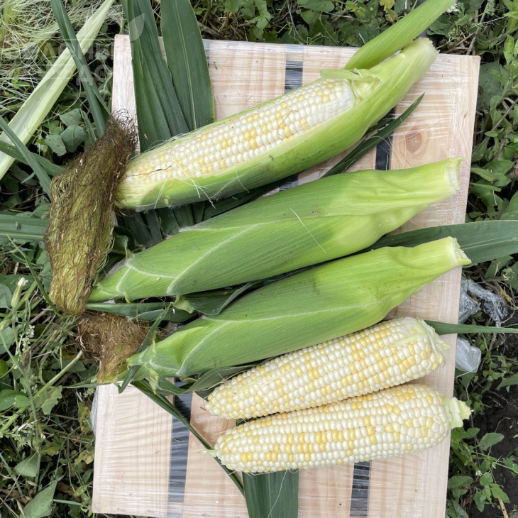 Айрон F1 / Ayron F1, 74 дні фото 6