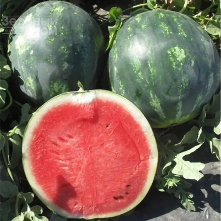 Миди 4 колор F1 / Midi 4 color F1 фото 1