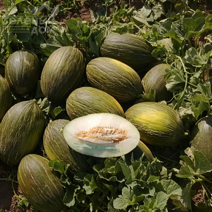 Алкарез F1 / Alcarez F1,75-85 днів фото 1