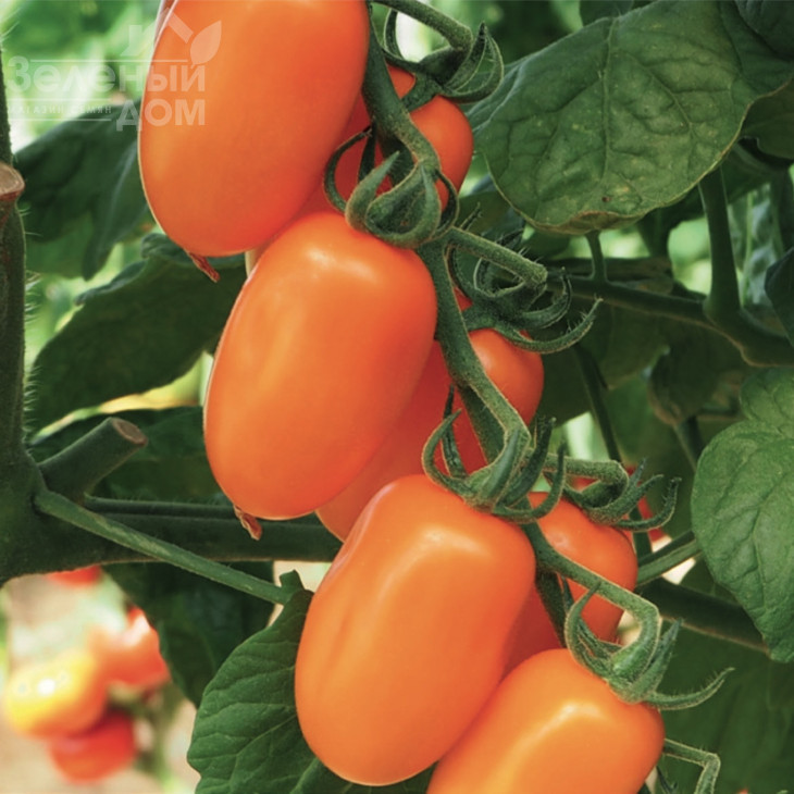 Фантіно F1 / Fantino F1, 65-70 днів фото 3