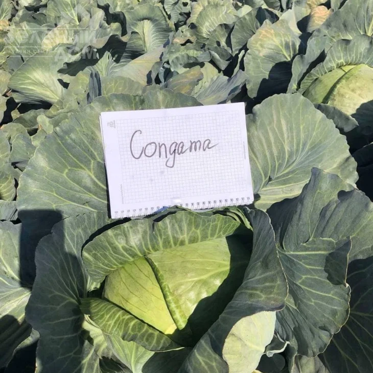 Конгама F1 / Congama F1,115-120 дней фото 5