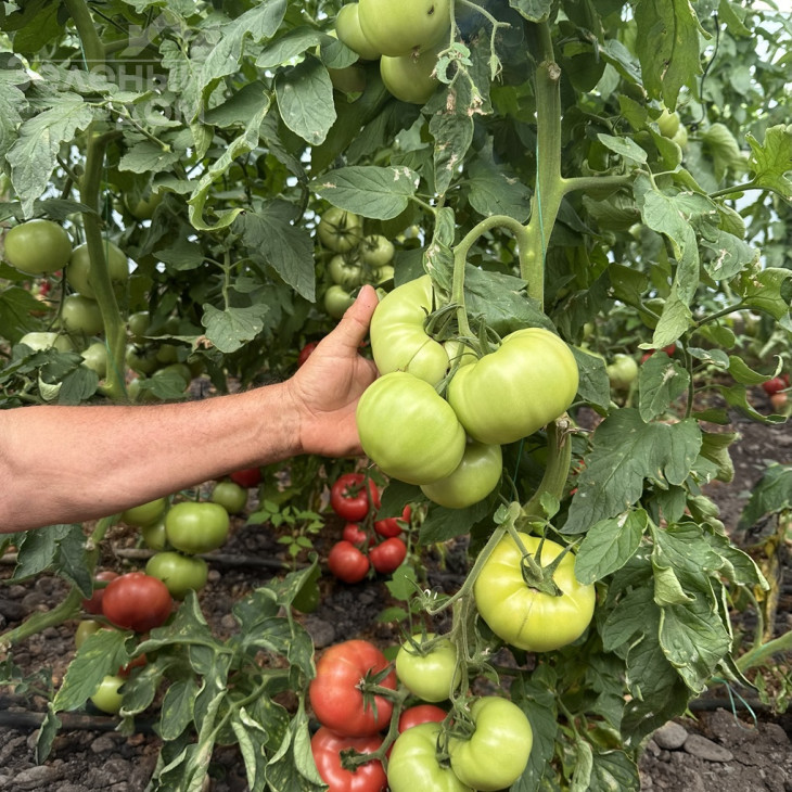 Пікассо F1 / Picasso F1, 65-70 днів фото 1