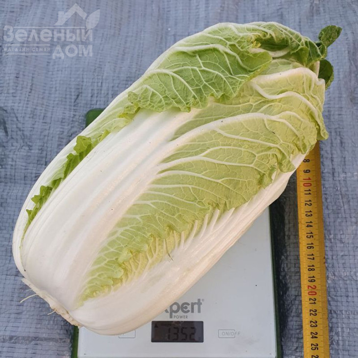 Генкі F1 / Genki F1, 50-60 днів фото 2