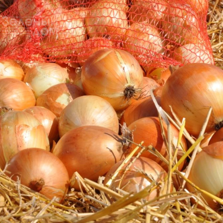 Спеніш Медальон F1 / Spanish Medalions F1,90 днів фото 1