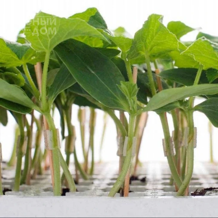 Кобальт F1 / Kobalt F1 фото 1