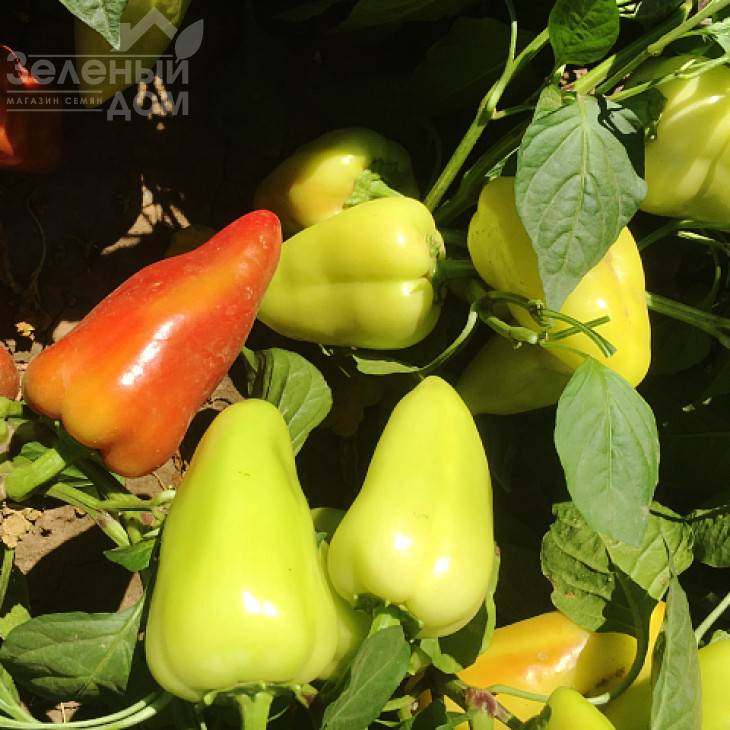 Кантатта F1 / Kantatta F1 фото 3