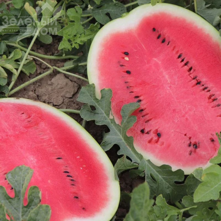 Бомбер F1 / Bomber F1 фото 2