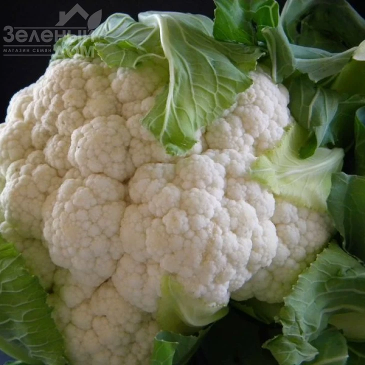 Америго F1 / Amerigo F1,80-85 дней фото 1