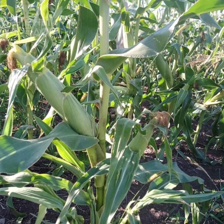 Камук F1 / Kamuk F1, 78 дней фото 4