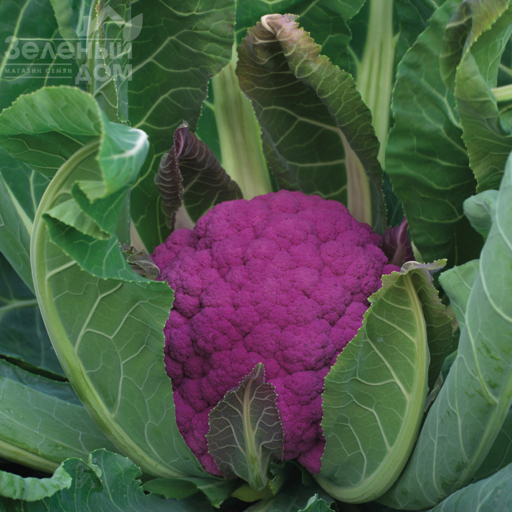 Графіті F1 / Grafiti F1,80-85 днів фото 1