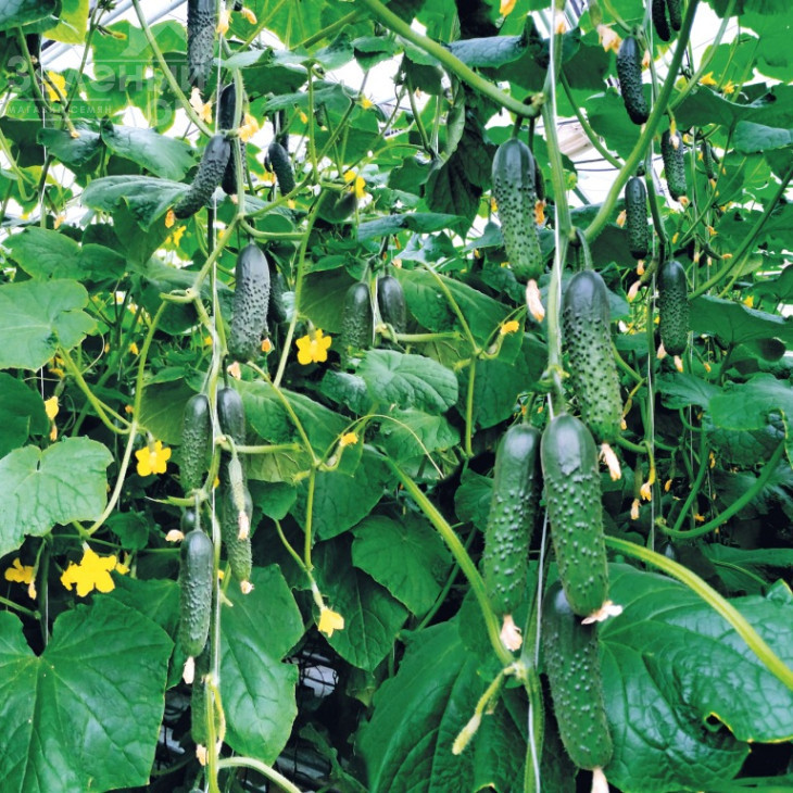 Спіно F1 / Spino F1,36-40 днів фото 1