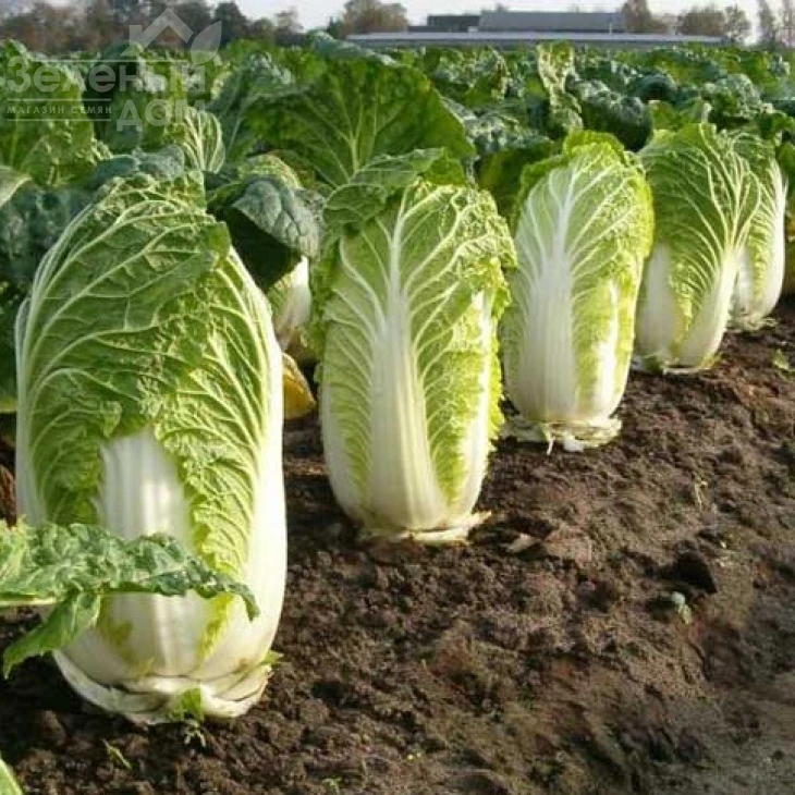 Юки F1 / Yuki F1, 65-70 дней фото 1