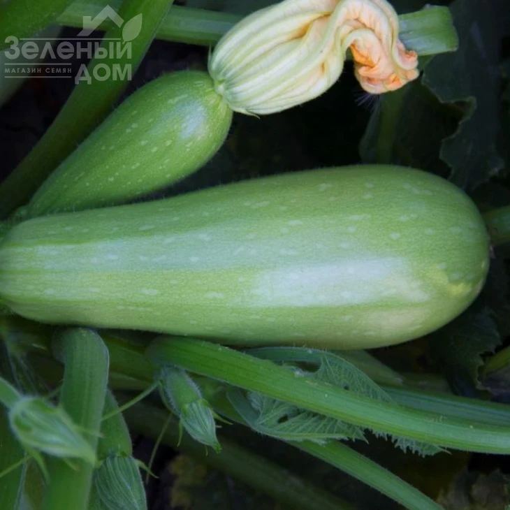 Атилла F1 / Atilla F1 фото 3