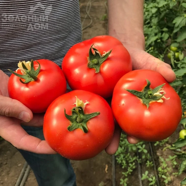 Вегас F1 / Vegas F1 фото 2