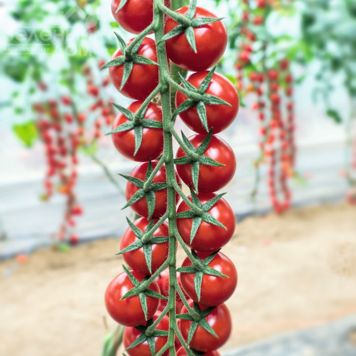 Мінопріо F1 / Minoprio F1,65-70 днів фото 1