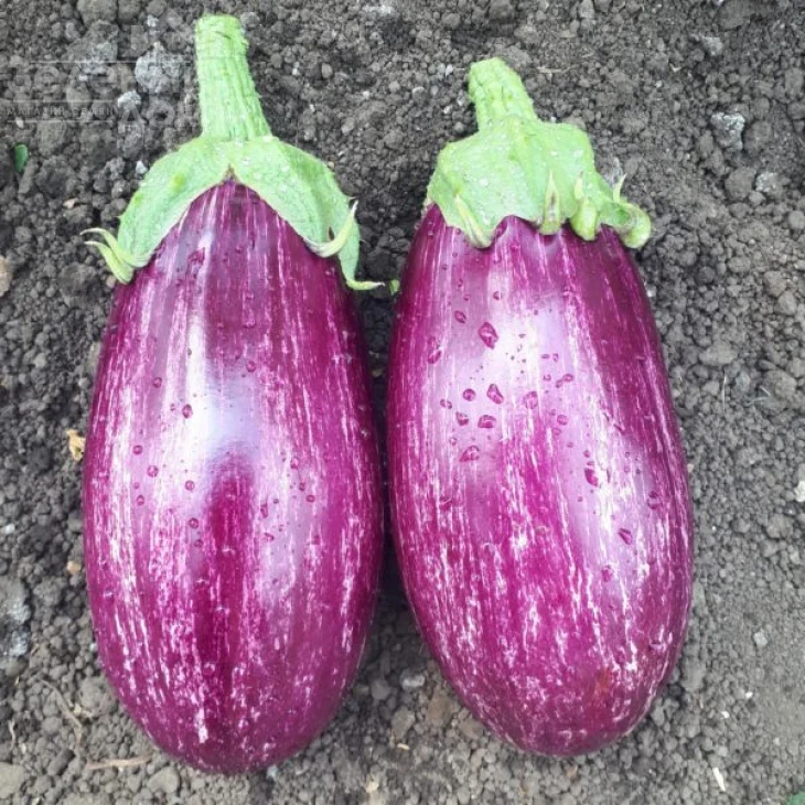 ЦРХ 50141 / CRX 50141 F1,60-65 дней фото 2