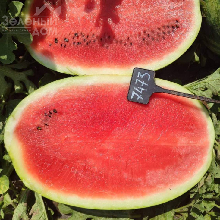 Аміна F1 / Amina F1, 62-65 днів фото 6