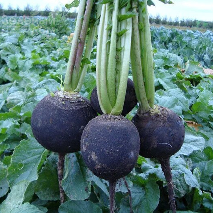 Пантер / Panter,60-70 днів фото 1