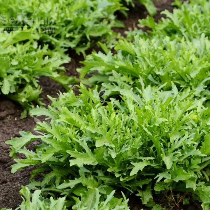 Синоп / Sinope фото 1