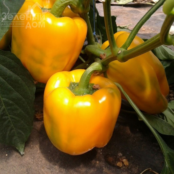 Спрінгбокс F1 / Springboks F1,65-70 днів фото 4