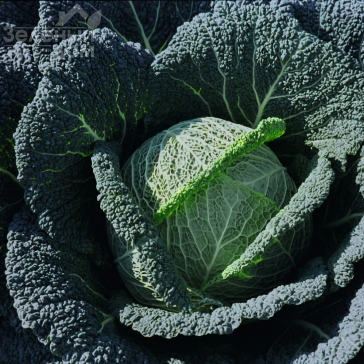 Вироса F1 / Wirosa F1,137 дней фото 2