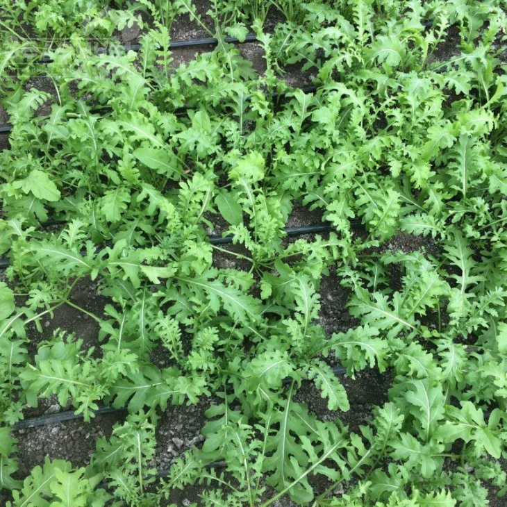 Рева / Reva фото 1