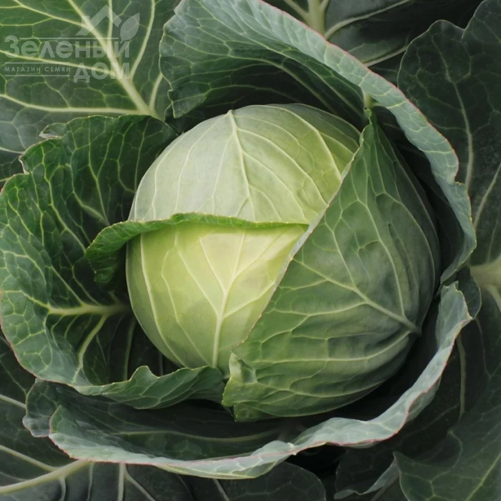 Байонет F1 / Bajonet F1,83 дня фото 1