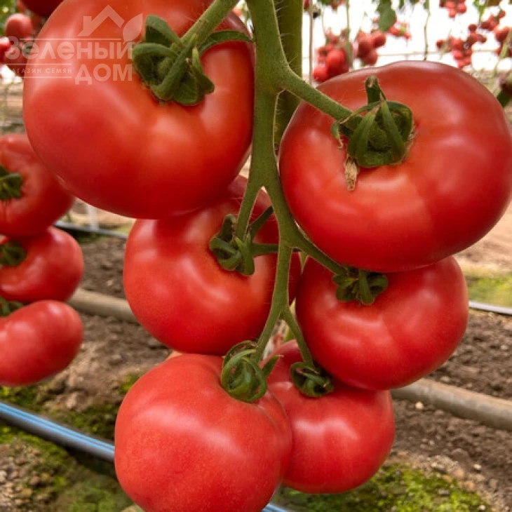 Масуми F1 / Masumi F1 фото 1