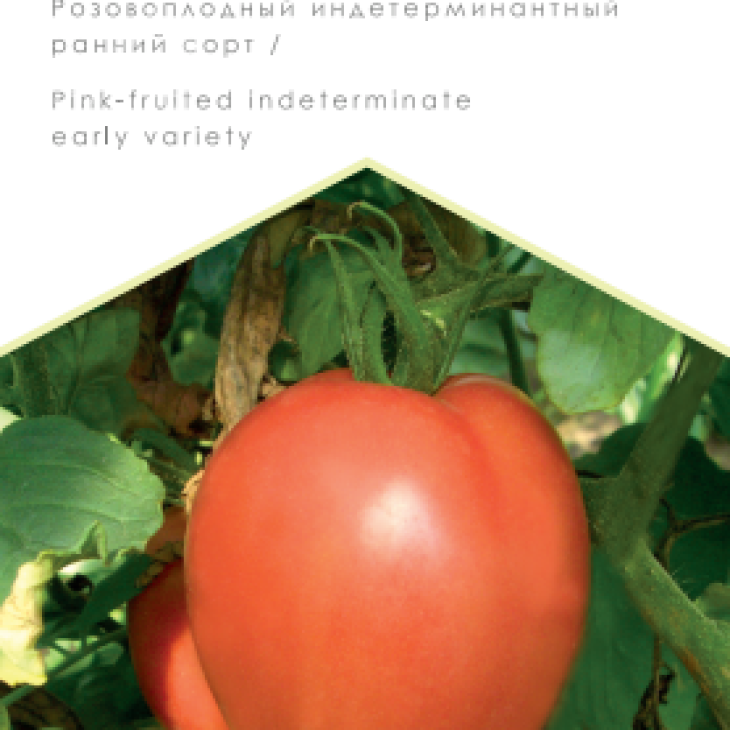 Рожевий фламінго / Rozovyy flamingo, 93-98 днів фото 1