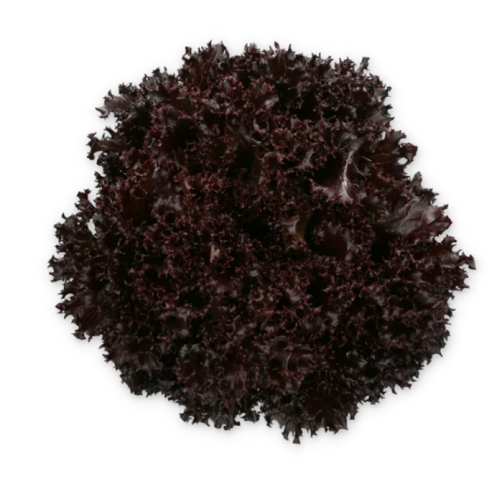 Скамандер / Scamander фото 4