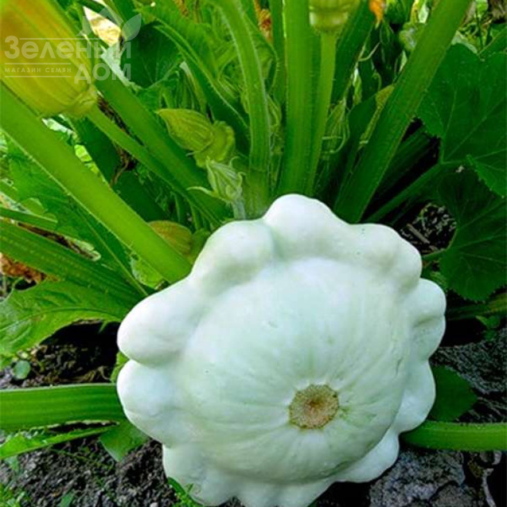 Сноудіск F1 / Snowdisc F1,40-45 днів фото 1