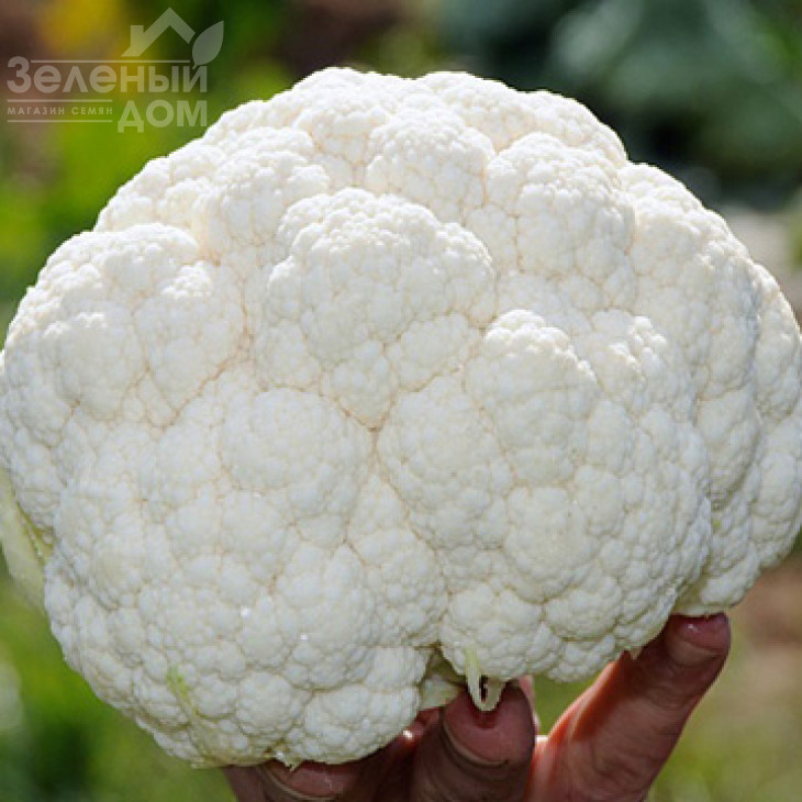 Клаптон F1 / Clapton F1,80-85 днів  фото 1